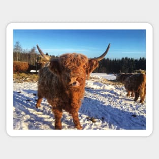 Scottish Highland Cattle Cow 1692 Sticker